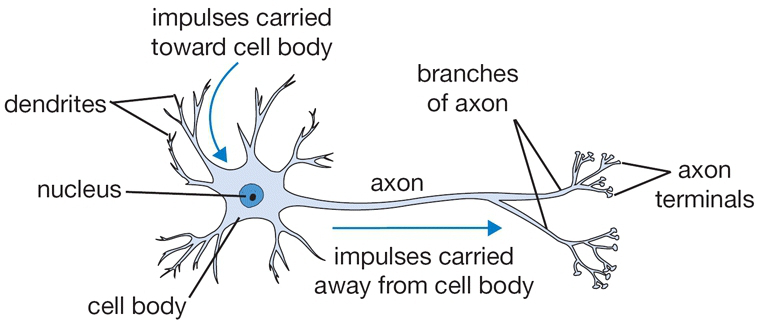 Biological Neuron